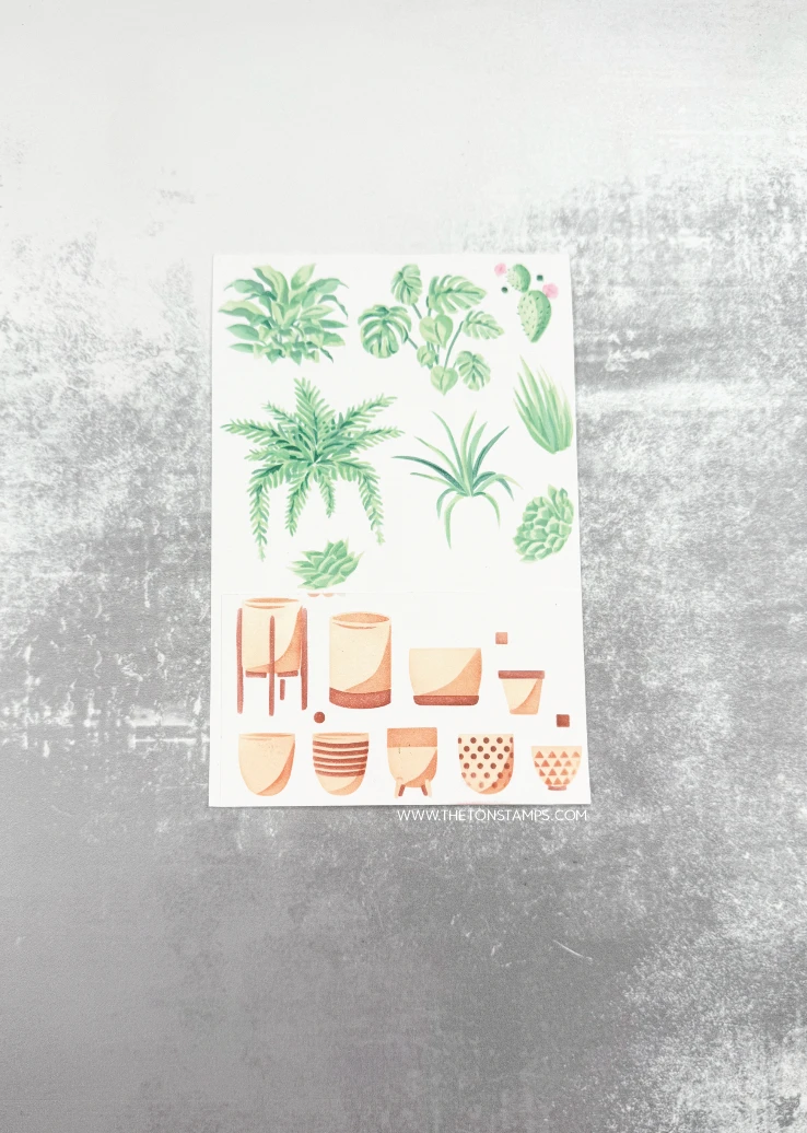 Lanzamiento de agosto de 2026: - Summer Clothing Release reseña y precio